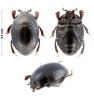 Chalcionellus decemstriatus decemstriatus